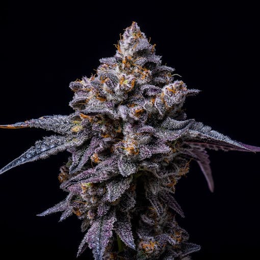 A detailed nug photo of Hollywood from Cookies Seed Bank, one of our picks for the best feminized seeds of 2025